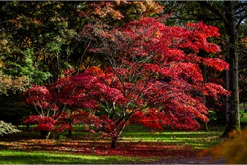 November at Westonbirt Arboretum: A feast for the senses