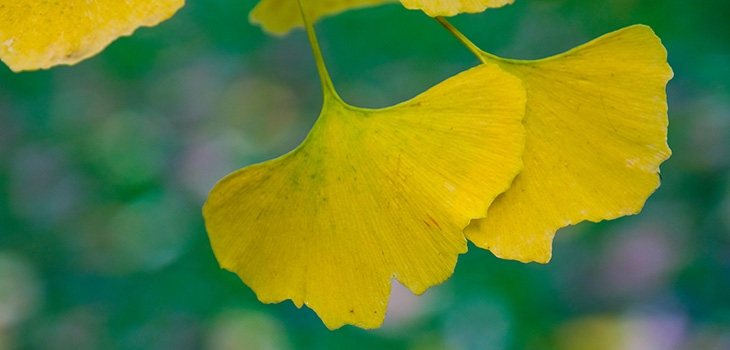 Golden leaves