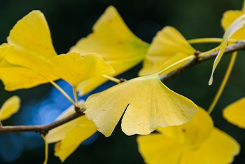 Tree of the month: Maidenhair tree - Ginkgo biloba