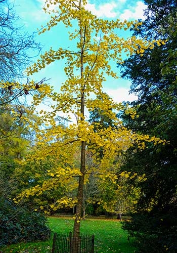 Golden leaved tree