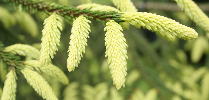 The Picea orientalis cultivar ‘Aurea’. Credit Gina Mills. 