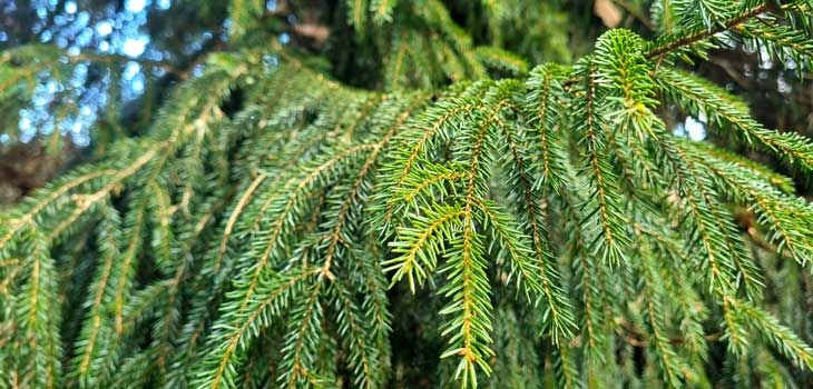 friends-of-westonbirt-arboretum-fowa-oriental-spruce_22.jpg