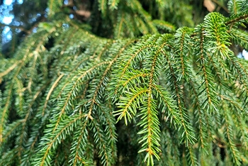 Tree of the month: Oriental spruce