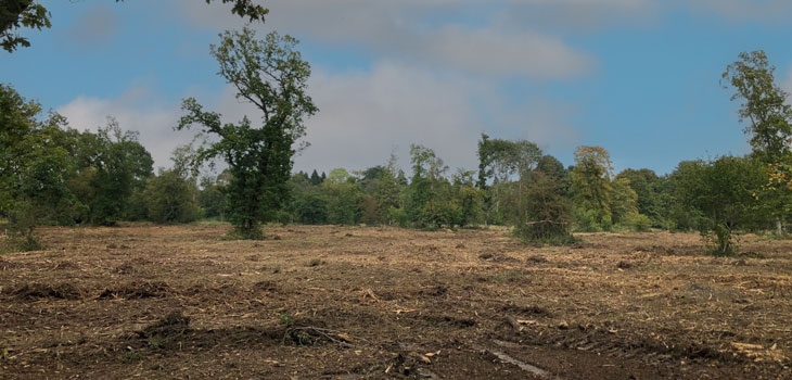 Silk Wood Community Planting Project after mulching