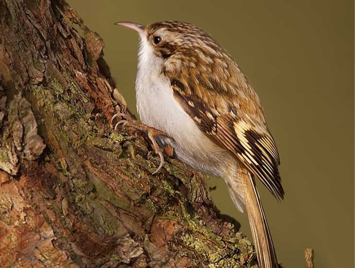 Treecreeper (c) Martin Mecnarowski