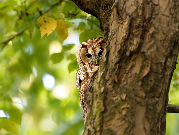Tawny owl (c) Anil Öztas