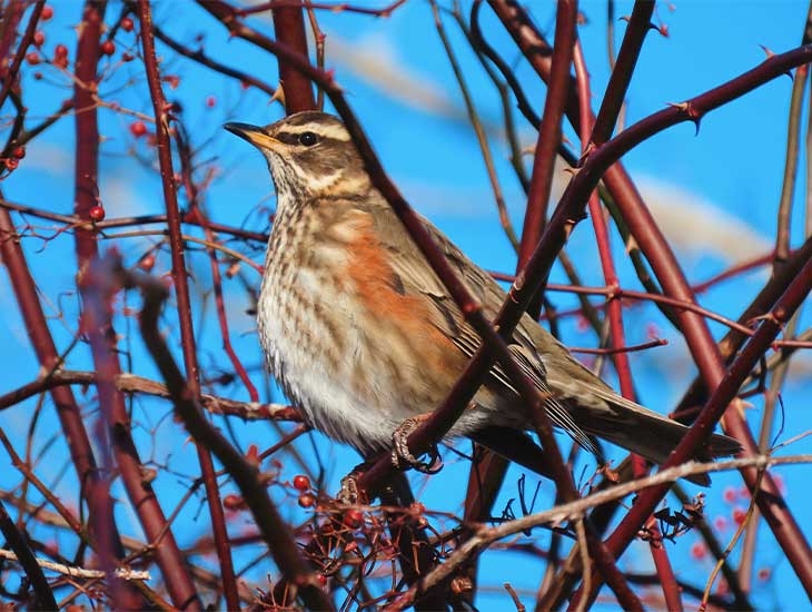 Redwing (c) Tova