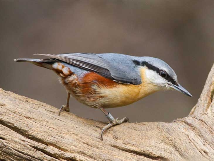 Nuthatch (c) Ron Knight