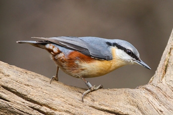 Top 4 birds to see at Westonbirt this winter