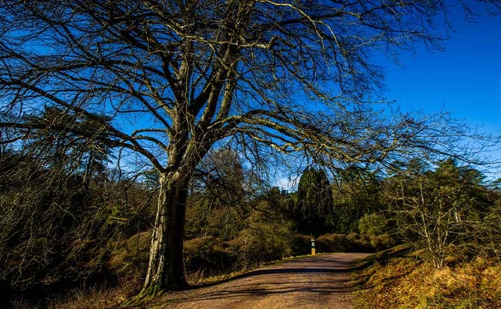 Beech tree