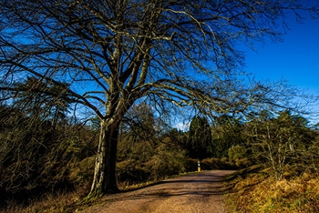 Saying Goodbye to a Beloved Beech at Westonbirt Arboretum