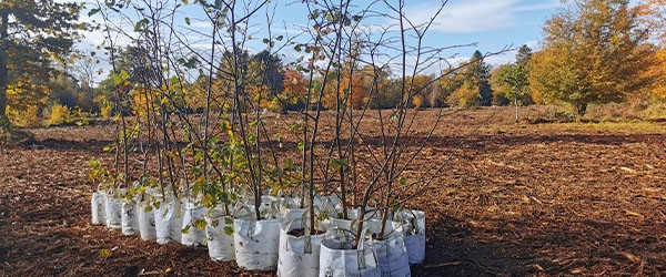 Silk Wood Community Planting