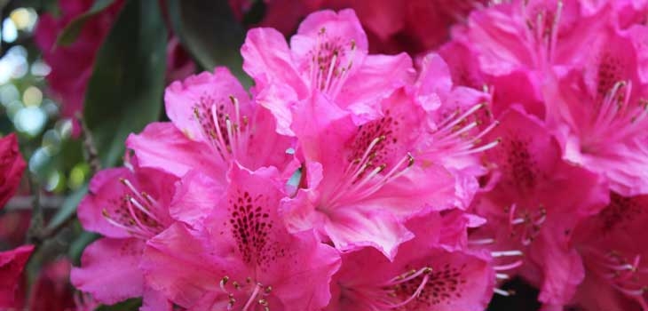 Pink flowers blooming in the sun, showcasing their vibrant colours and delicate petals.