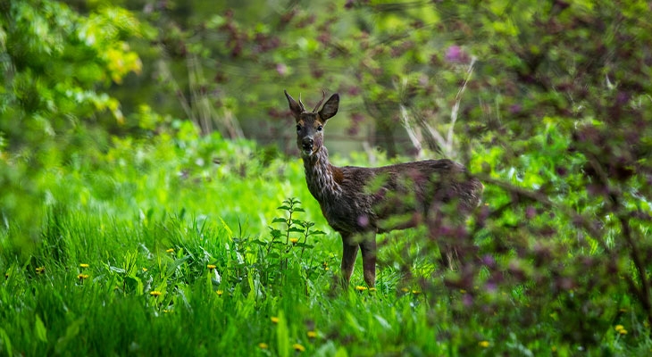 Deer stood in lush grass