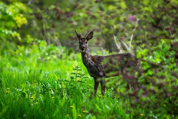 Spring has sprung at Westonbirt, and there's no better place to be a member!