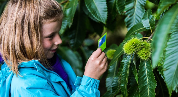 A young girl gazes at a majestic chestnut tree, captivated by its beauty and the wonders of nature.