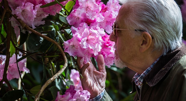 An elderly man enjoying the sweet scent of pink flowers in a garden.
