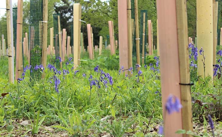 Bluebells