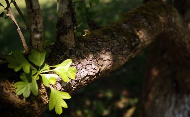 Hawthorn bark
