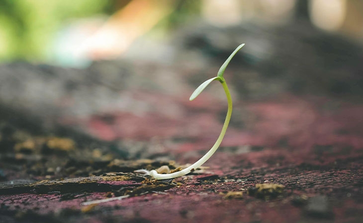 Sapling