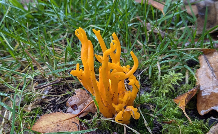 Fungi