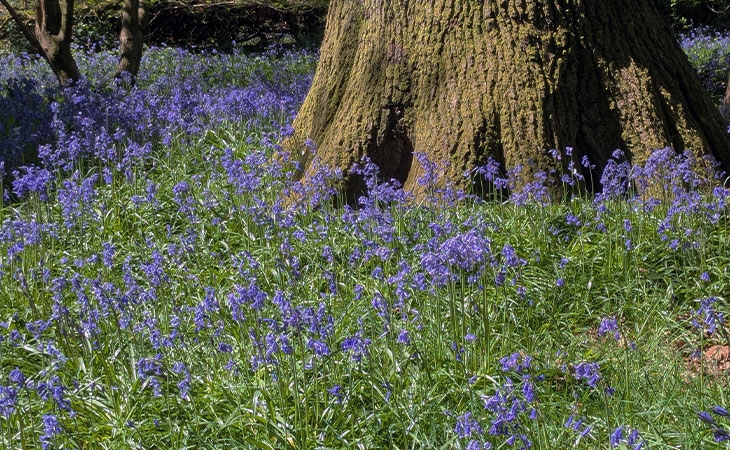 Woodland floor
