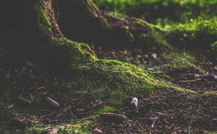 Woodland floor