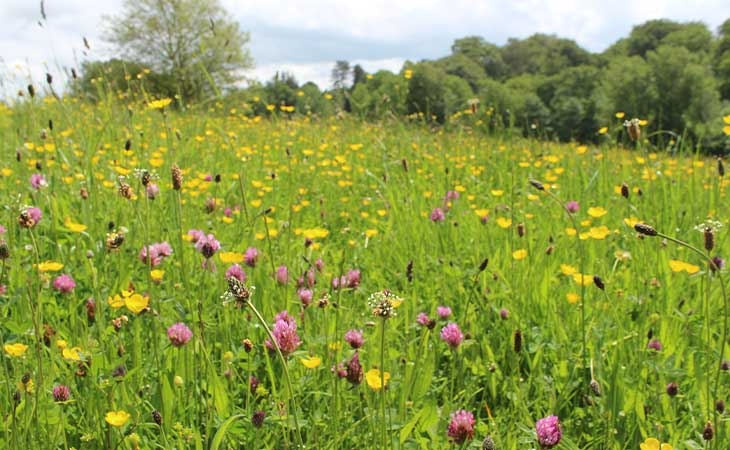 Wildflowers