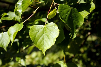 Tree of the Month: Small-Leaved Lime 
