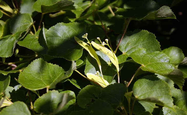 Lime flower fruit