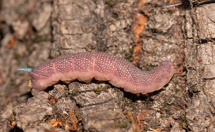 Lime Hawkmoth caterpillar