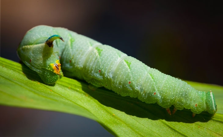 Lime Hawkmoth caterpillar