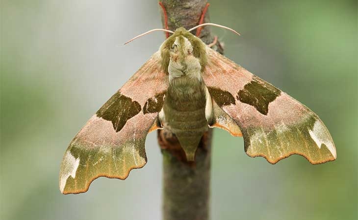 Lime Hawkmoth