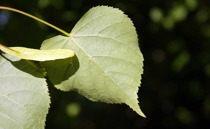 Lime leaf under