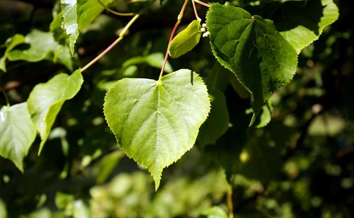 Lime leaf
