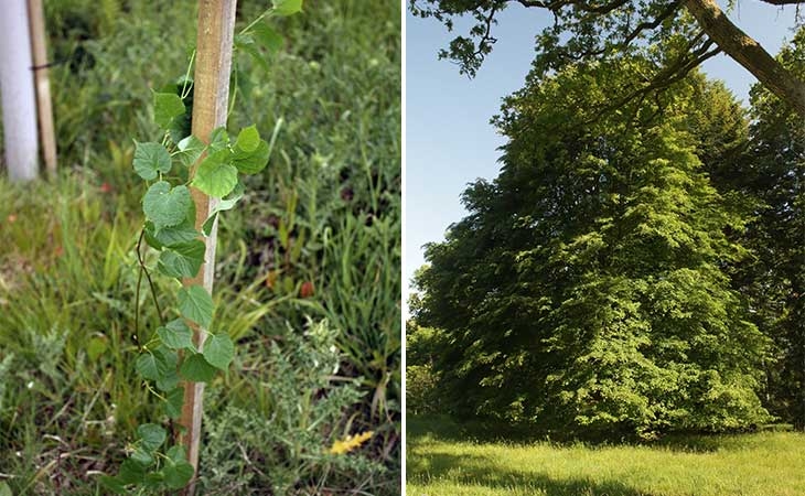 Lime sapling and mature tree