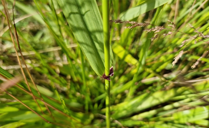 Giant fescue