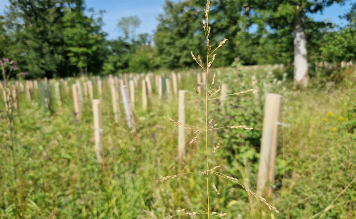 Wood millet