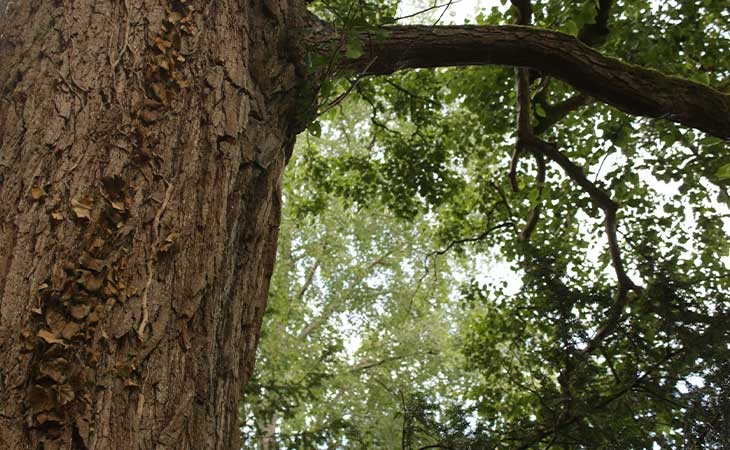 Italian Alder bark