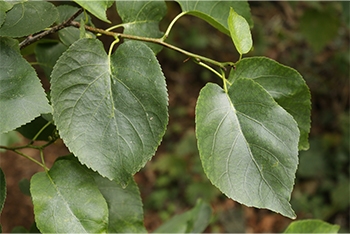Tree of the Month: Italian alder