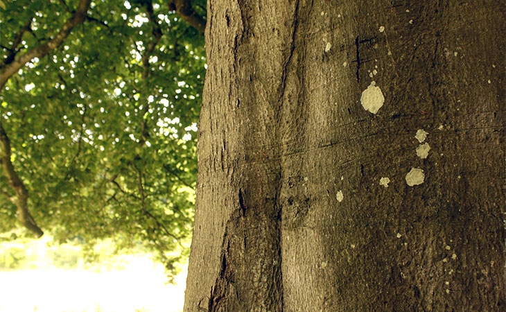 Beech bark