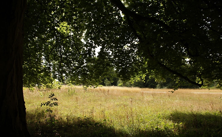 Beech shade
