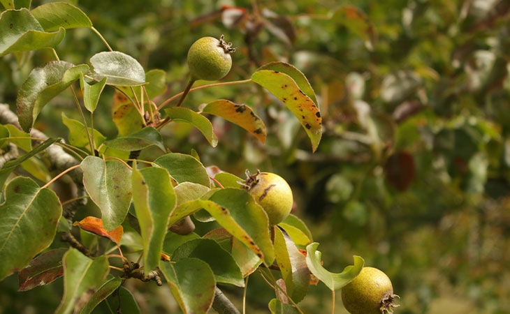 Pear