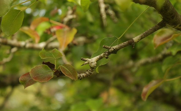 Pear spines