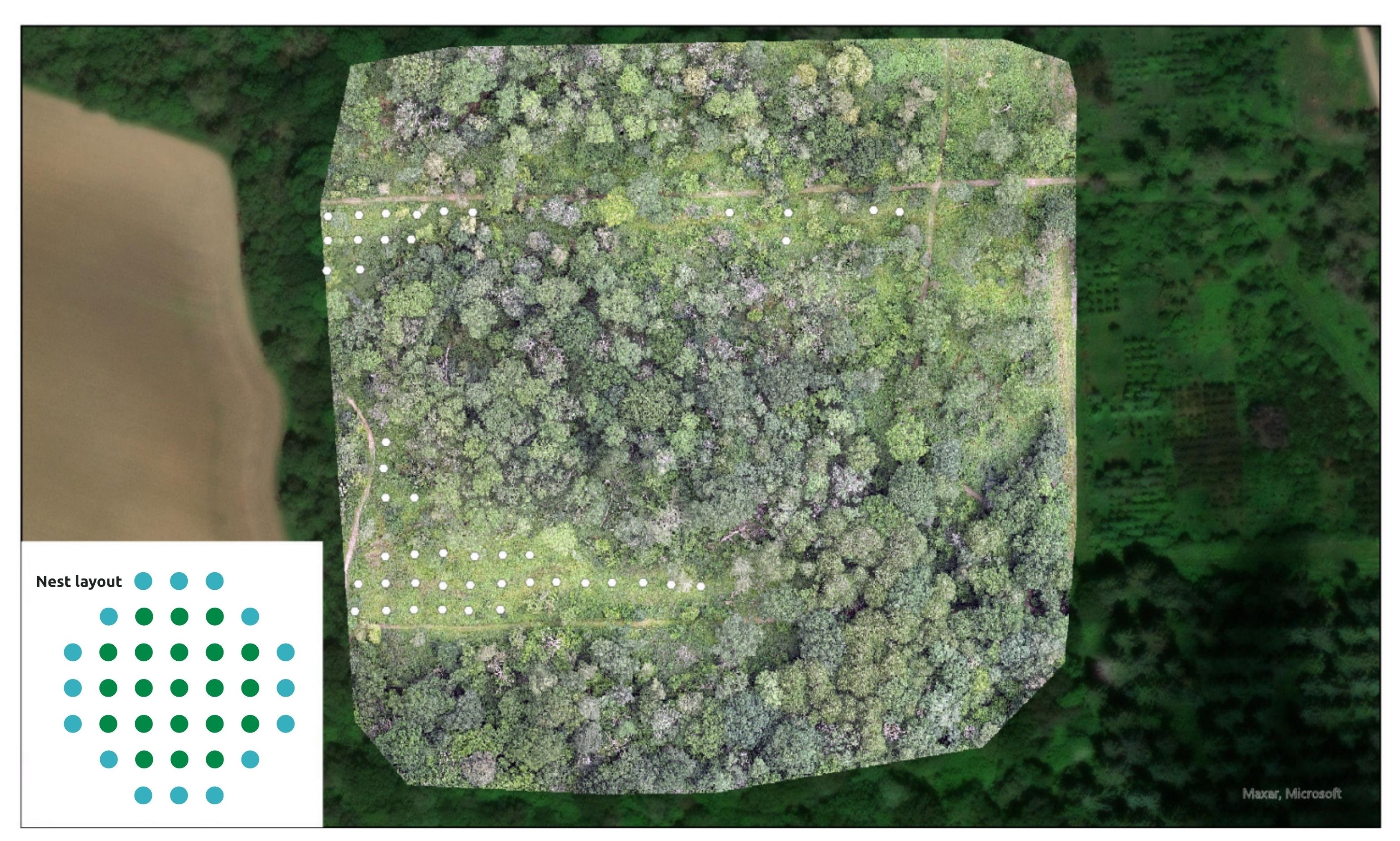 Diagram and aerial map of the new planting site