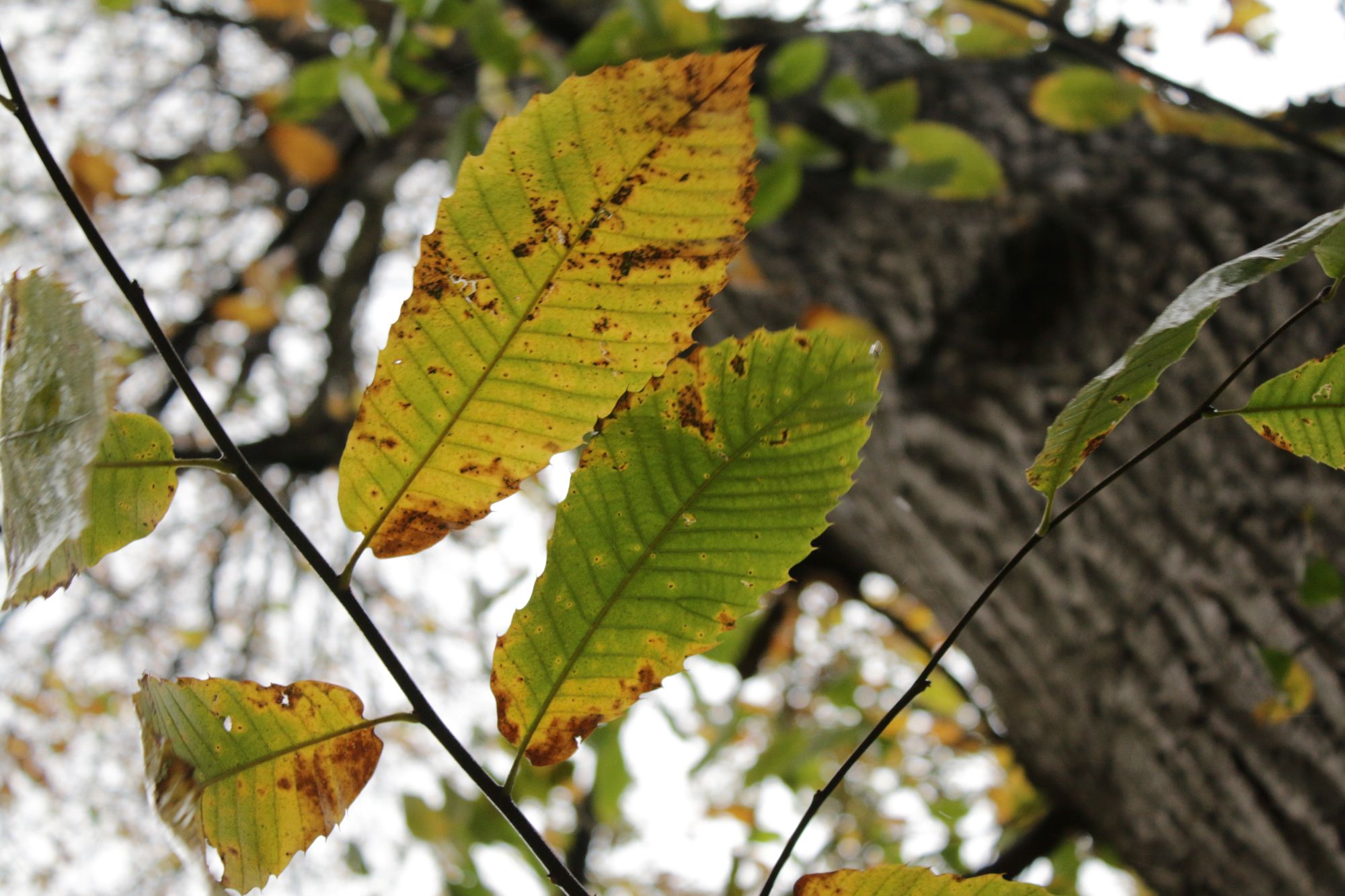 sweet chestnut branch