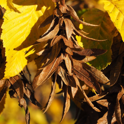 Tree of the Month: Common Hornbeam