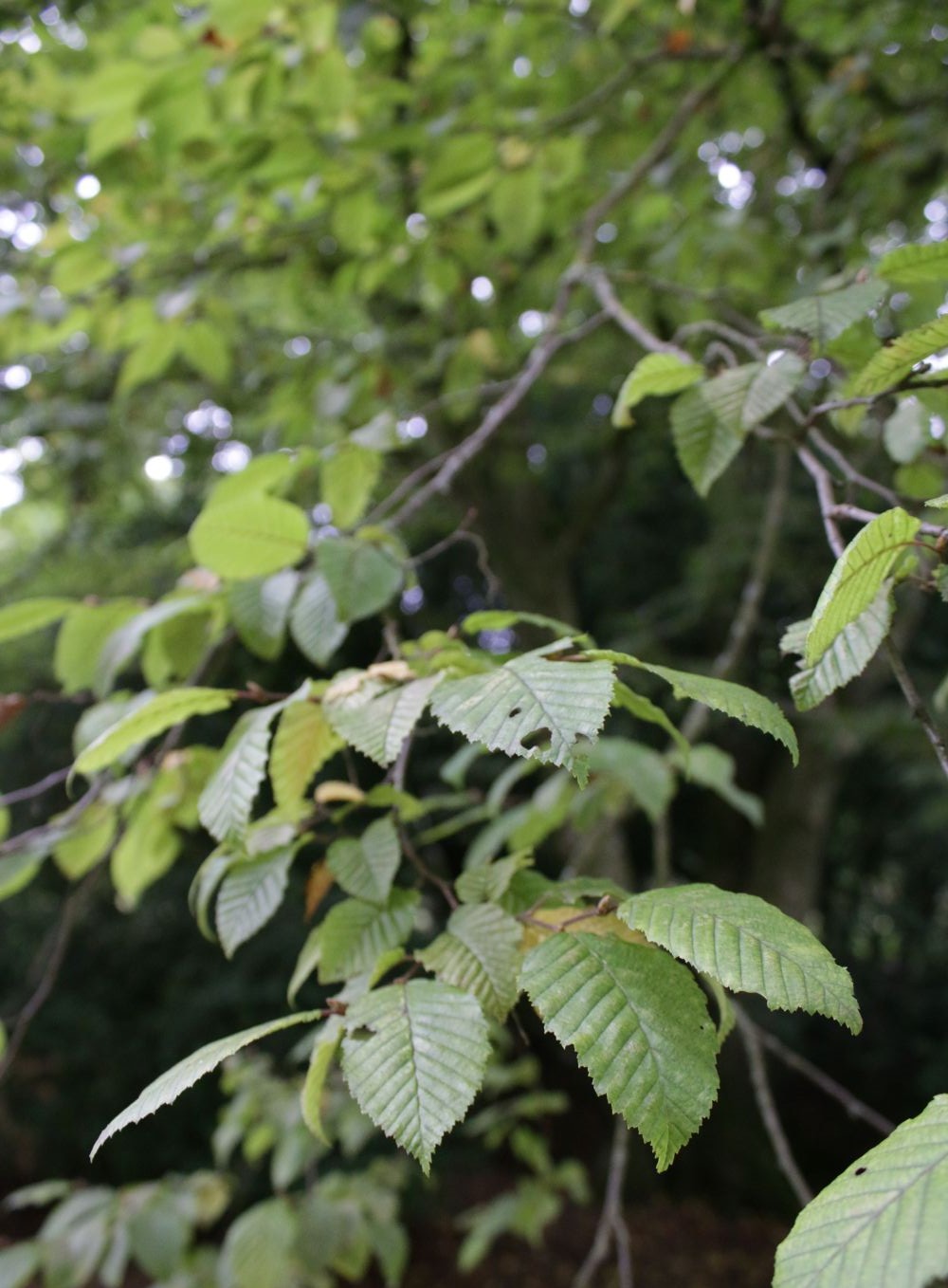 Hornbeam leaves on the branch