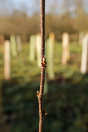 Dormant tree at planting site, November 2025