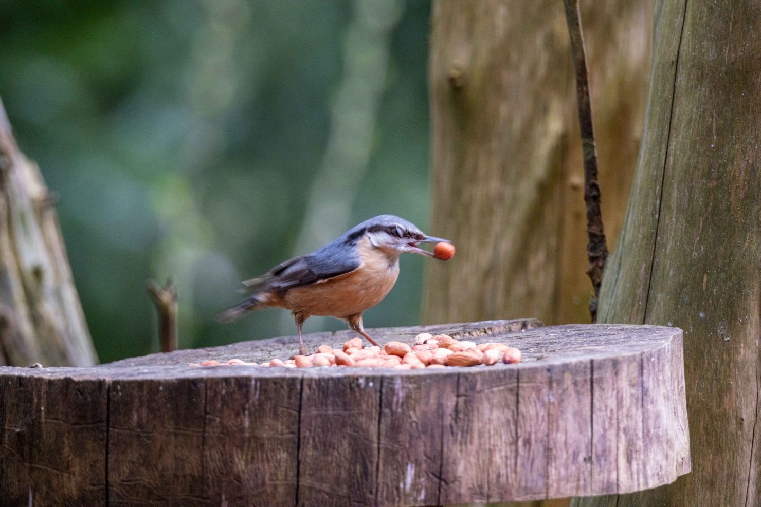 Listening to the Landscape: What Birdsong Is Telling Us About Silk Wood